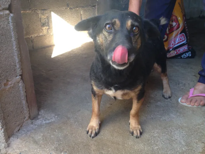 Cachorro ra a Indefinida idade 5 anos nome Melissa I