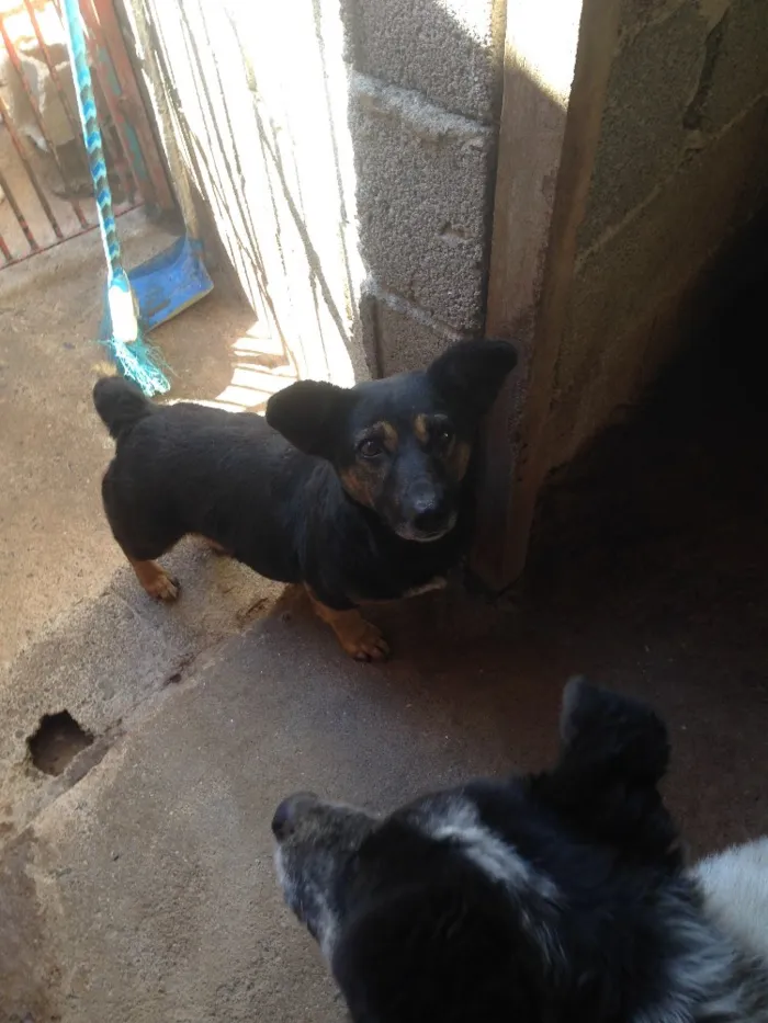 Cachorro ra a Indefinida idade 5 anos nome Melissa I