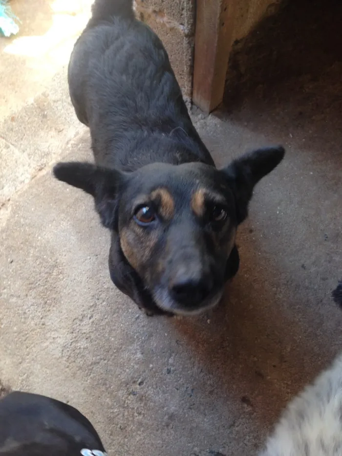 Cachorro ra a Indefinida idade 5 anos nome Melissa I