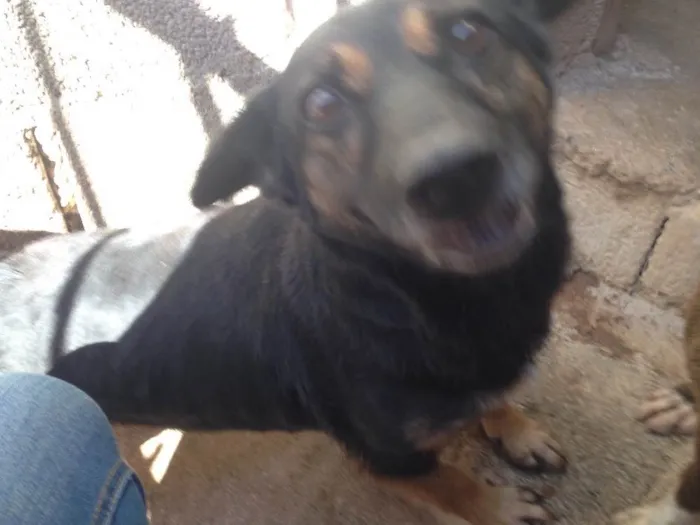 Cachorro ra a Indefinida idade 5 anos nome Melissa I
