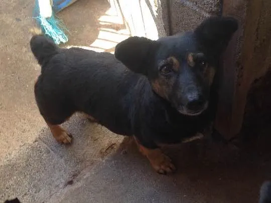 Cachorro ra a Indefinida idade 5 anos nome Melissa I