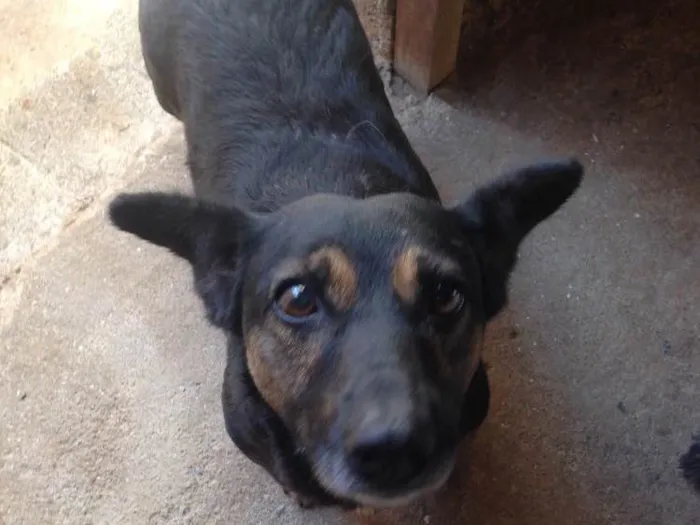 Cachorro ra a Indefinida idade 5 anos nome Melissa I