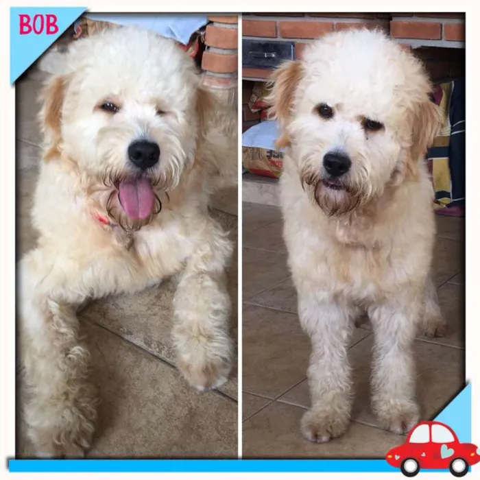 Cachorro ra a Poodle idade 1 ano nome Bob