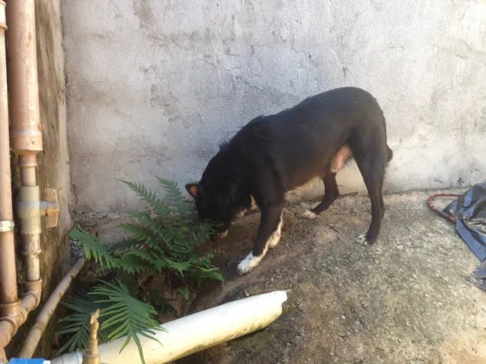 Cachorro ra a Indefinida  idade 2 anos nome Maria 