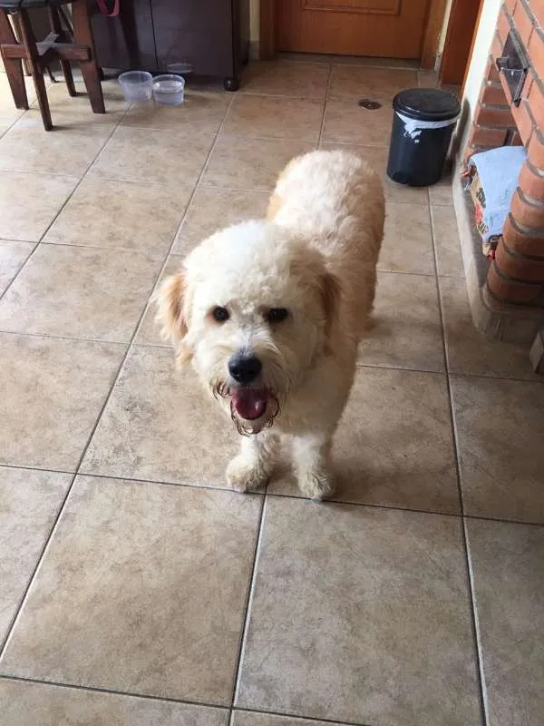 Cachorro ra a Poodle idade 1 ano nome Bob