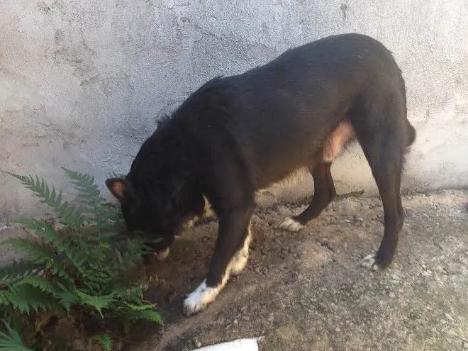 Cachorro ra a Indefinida  idade 2 anos nome Maria 