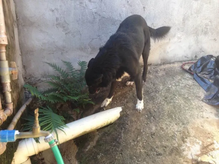 Cachorro ra a Indefinida  idade 2 anos nome Maria 