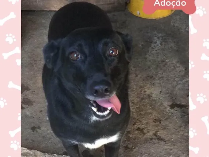 Cachorro ra a Indefinida  idade 2 anos nome Maria 