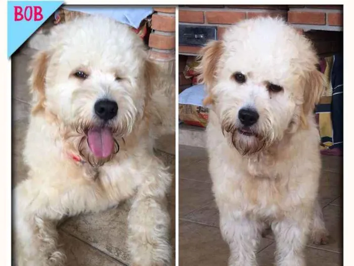 Cachorro ra a Poodle idade 1 ano nome Bob