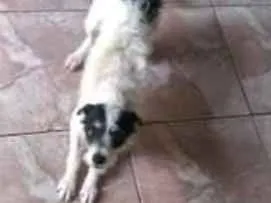 Cachorro raça Vira lata idade 1 ano nome Lola