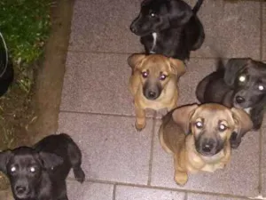 Cachorro raça vira lata idade 2 a 6 meses nome Preta