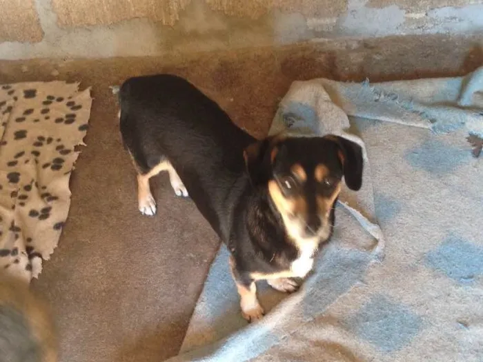 Cachorro ra a Indefinida idade 2 anos nome Melissa II