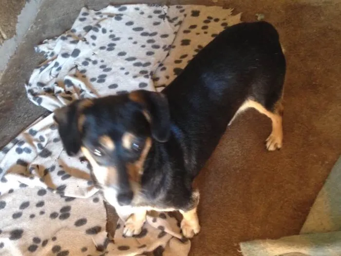 Cachorro ra a Indefinida idade 2 anos nome Melissa II