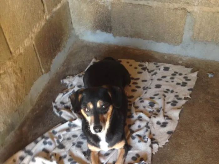 Cachorro ra a Indefinida idade 2 anos nome Melissa II