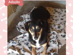 Cachorro raça Indefinida idade 2 anos nome Melissa II