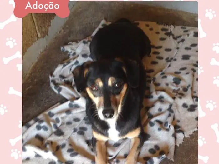 Cachorro ra a Indefinida idade 2 anos nome Melissa II
