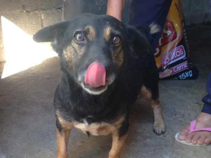 Cachorro ra a Indefinida idade 5 anos nome Melissa I