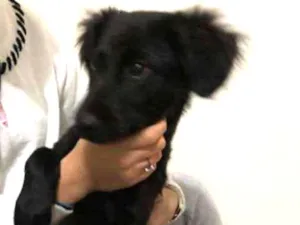 Cachorro raça Viralata idade 2 a 6 meses nome Sushi