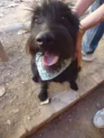 Cachorro raça Schnauzer idade 2 anos nome Frank