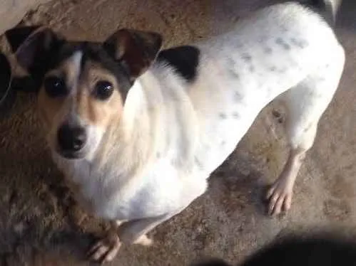 Cachorro ra a Indefinida idade 6 ou mais anos nome Mayara