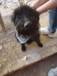 Cachorro raça Schnauzer idade 2 anos nome Frank