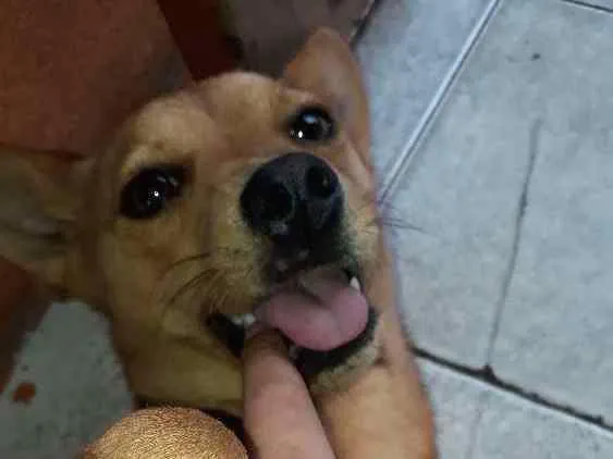 Cachorro ra a Viralata idade 2 anos nome Lara 