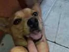 Cachorro raça Viralata idade 2 anos nome Lara 