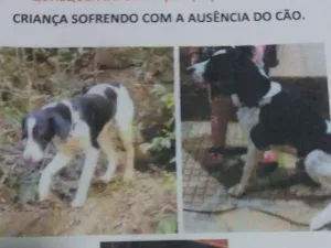 Cachorro raça Vira lata idade 2 anos nome Thor