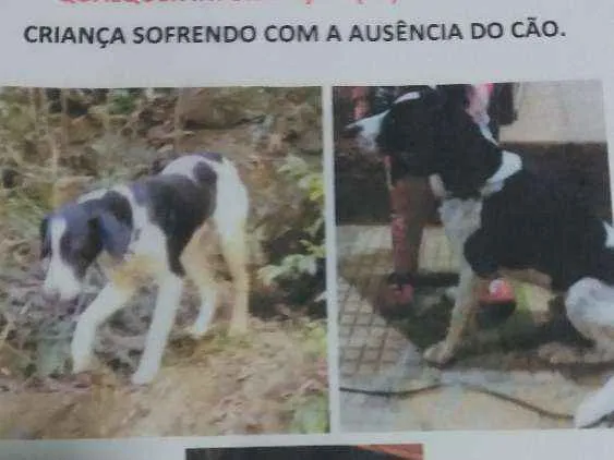 Cachorro ra a Vira lata idade 2 anos nome Thor