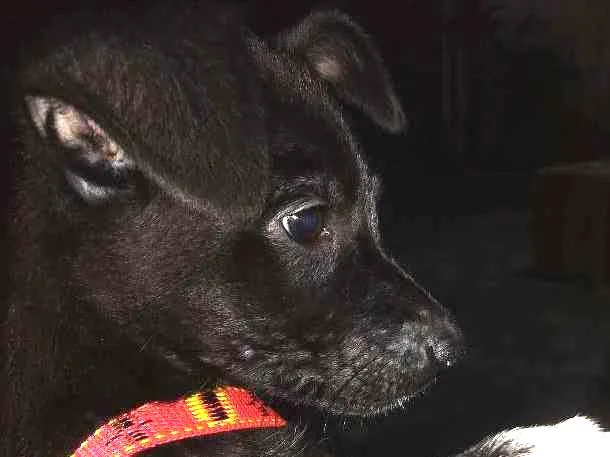 Cachorro raça Não identificamos idade 2 a 6 meses nome Não possui