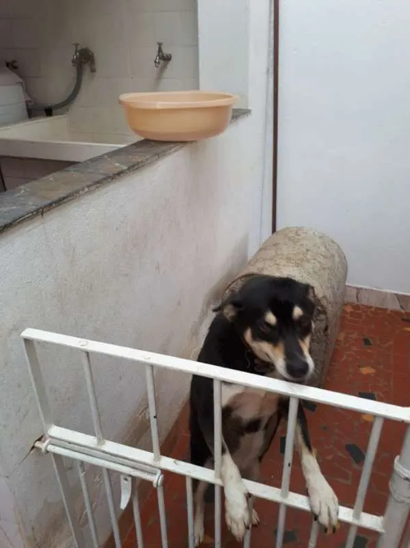 Cachorro ra a vira lata  idade 5 anos nome Nina