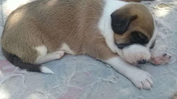 Cachorro ra a Não identificada idade 2 a 6 meses nome Sem nome