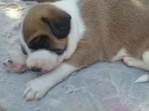 Cachorro raça Não identificada idade 2 a 6 meses nome Sem nome
