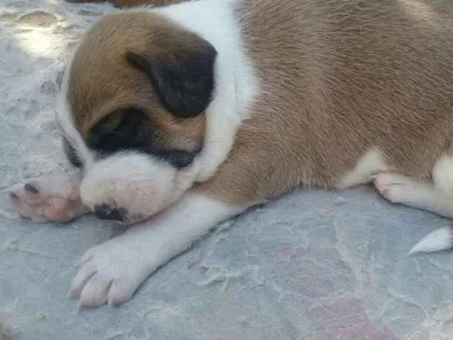 Cachorro raça Não identificada idade 2 a 6 meses nome Sem nome