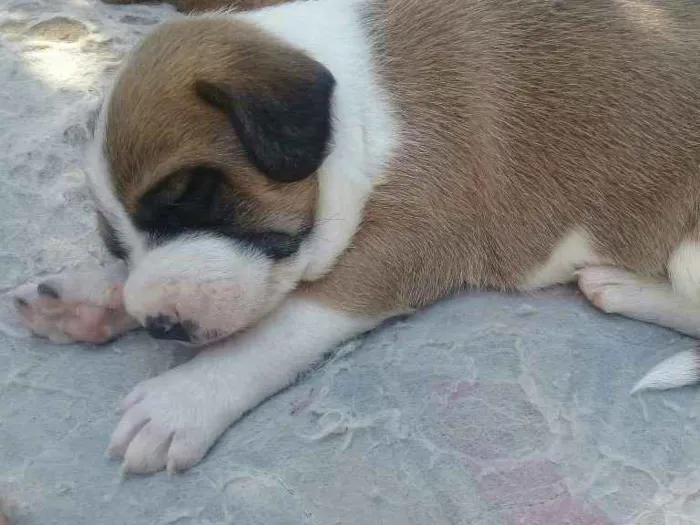 Cachorro ra a Não identificada idade 2 a 6 meses nome Sem nome