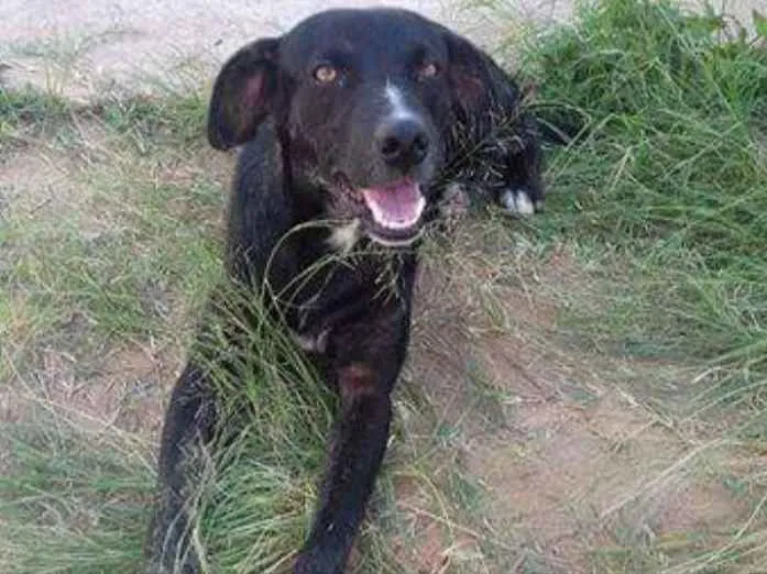 Cachorro ra a Vira lata e mestiço poolde idade 1 ano nome Negão e peludinho