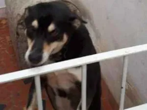 Cachorro raça vira lata  idade 5 anos nome Nina