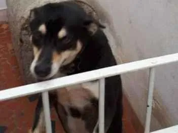 Cachorro ra a vira lata  idade 5 anos nome Nina