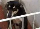 Cachorro raça vira lata  idade 5 anos nome Nina