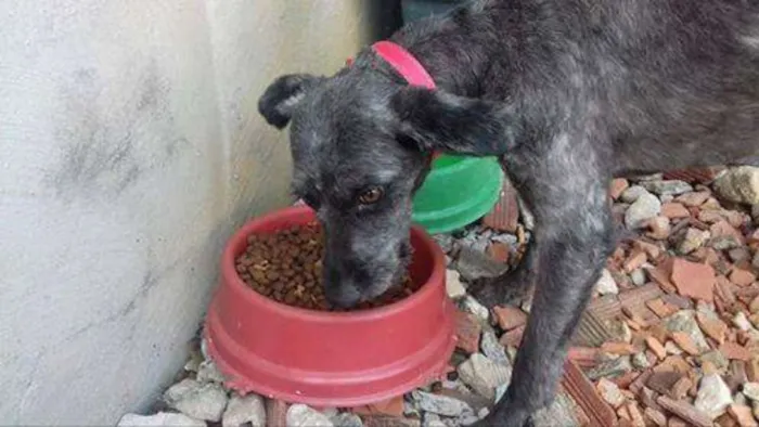 Cachorro ra a Mestiço poolde idade 1 ano nome Peludinho