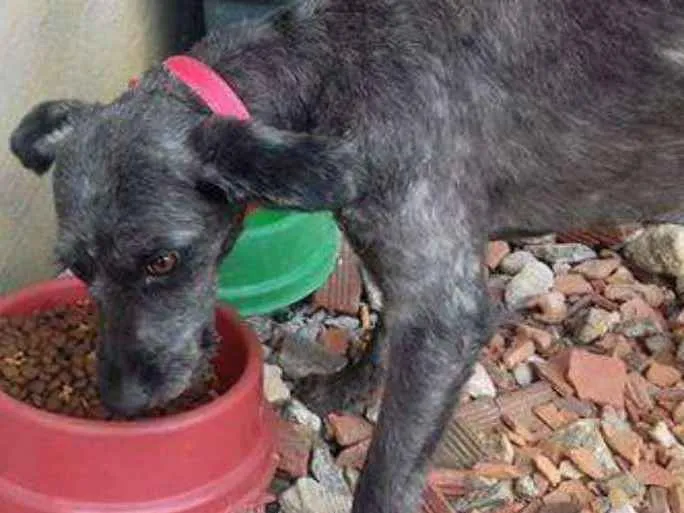 Cachorro ra a Mestiço poolde idade 1 ano nome Peludinho