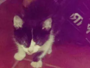 Gato raça SRD idade 2 a 6 meses nome Sem nome