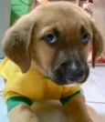 Faustinho Bebezinho