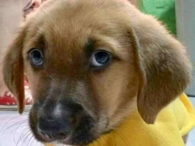 Cachorro ra a  idade 2 a 6 meses nome Faustinho Bebezinho