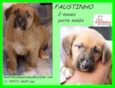 Faustinho Bebezinho
