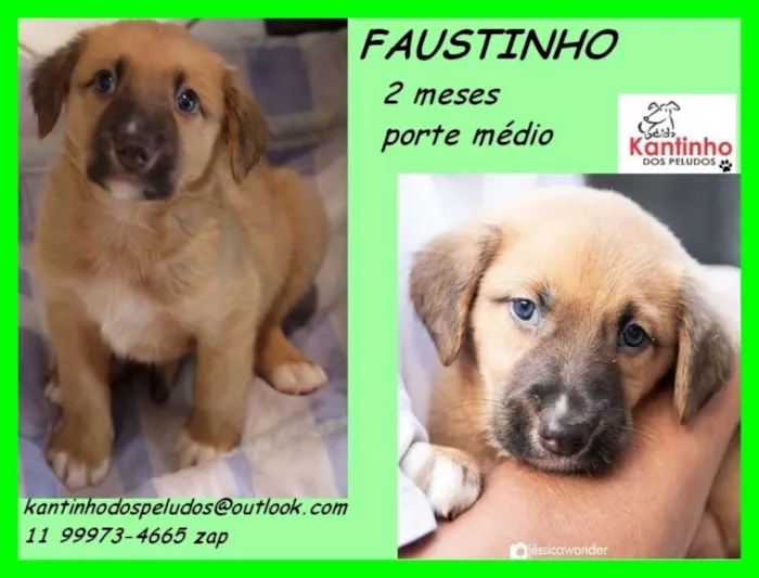 Cachorro ra a  idade 2 a 6 meses nome Faustinho Bebezinho
