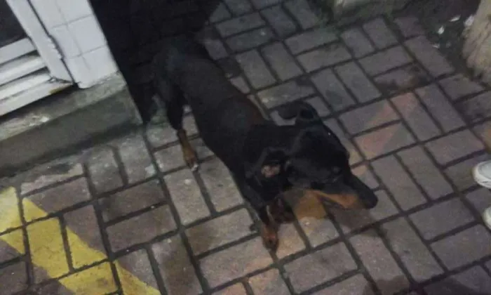 Cachorro ra a SRD idade 2 a 6 meses nome Nino