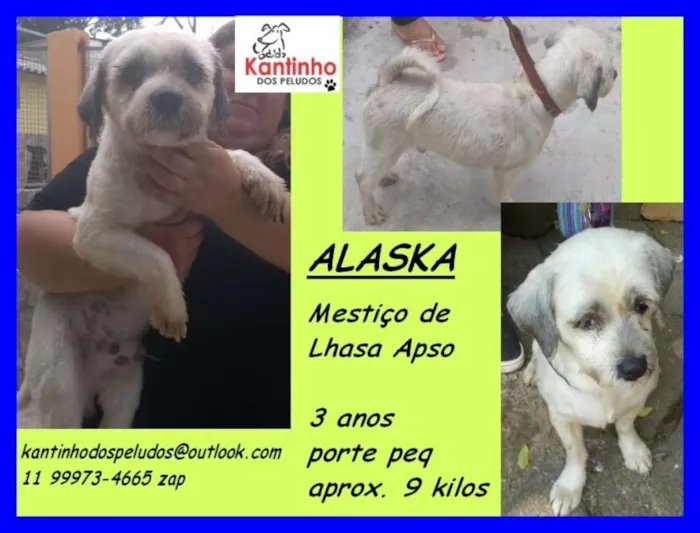 Cachorro ra a Lhasa Apso idade 3 anos nome Alaska Pequeno