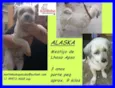 Alaska Pequeno
