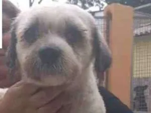 Cachorro raça Lhasa Apso idade 3 anos nome Alaska Pequeno